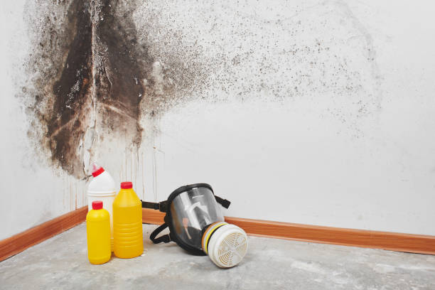 Best Residential Mold Removal  in Fraser, CO