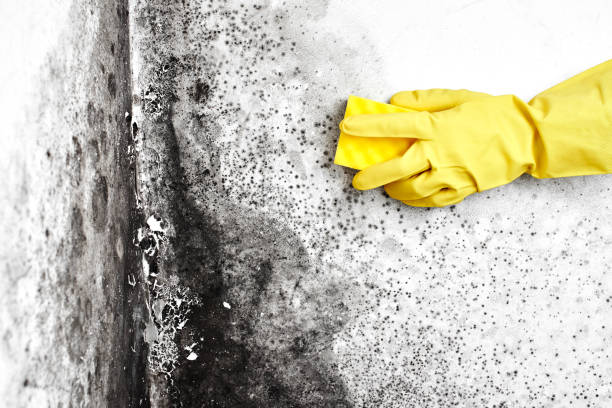 Certified Mold Removal in Fraser, CO