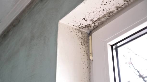 Best Mold Removal Process  in Fraser, CO