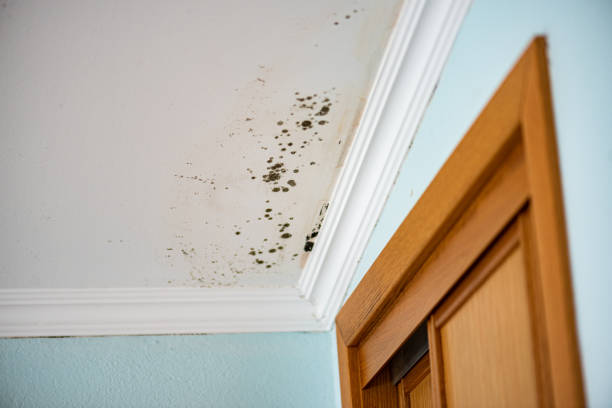 Best Office Mold Removal Services  in Fraser, CO