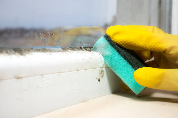 Best Certified Mold Removal  in Fraser, CO