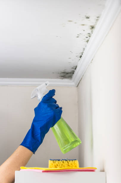 Attic Mold Removal in Fraser, CO